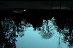 Upside down image of tree branches and bushes silouetted against a pale blue sky.