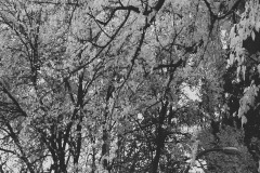 Black and white image of tree branches and leaves.